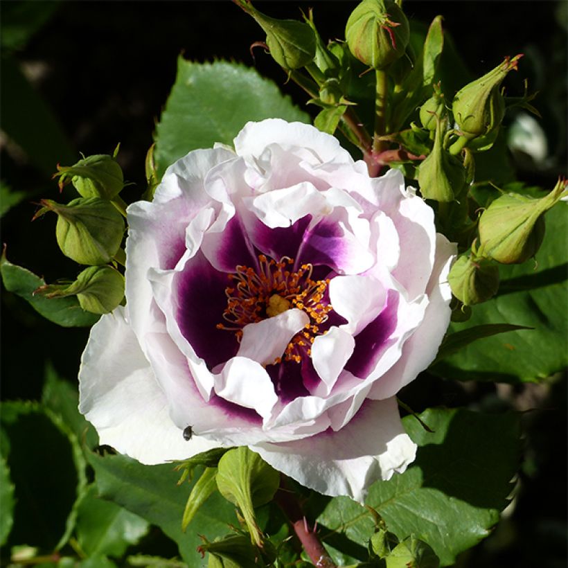 Rosa Eyes for You - Persian Rose (Flowering)