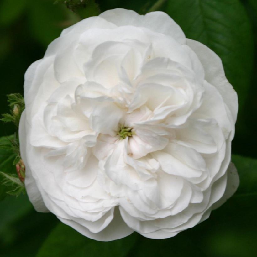 Rosa damascena Mme Hardy - Damask Rose (Flowering)