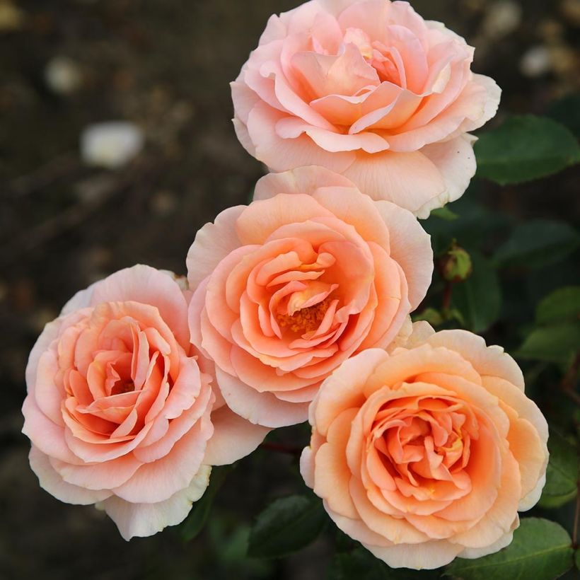 Rosa x Thé - 'Impala' - Patio Rose (Flowering)