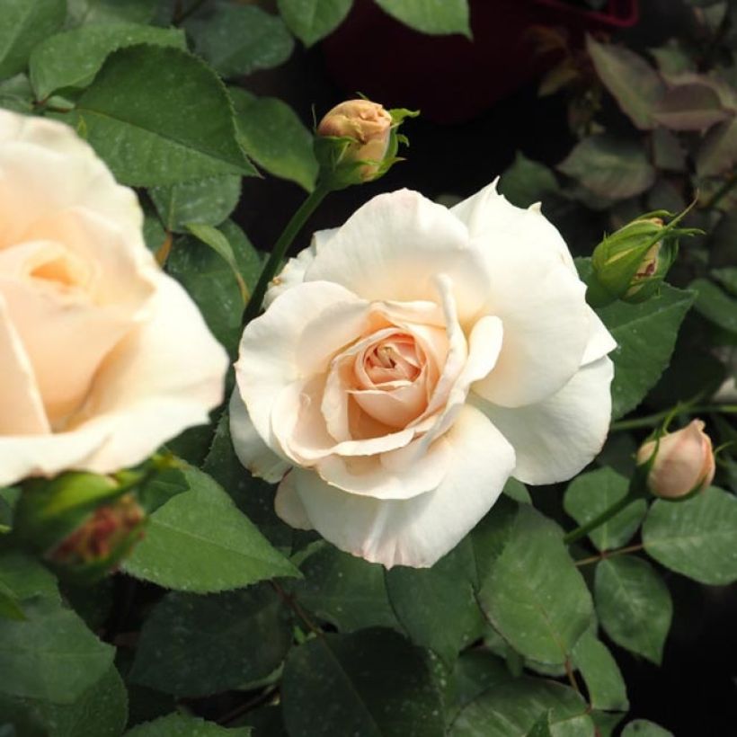 Rosa Princesse Astrid de Belgique - Hybrid Tea Rose (Flowering)