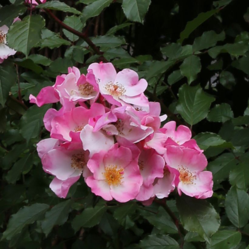 Rosa Rosy Cushion - Shrub Rose (Flowering)