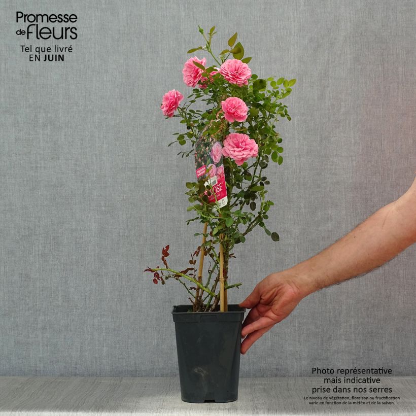 Rosa Starlet Rose 'Eva' - Climbing Rose 4L/5L pot sample as delivered in summer