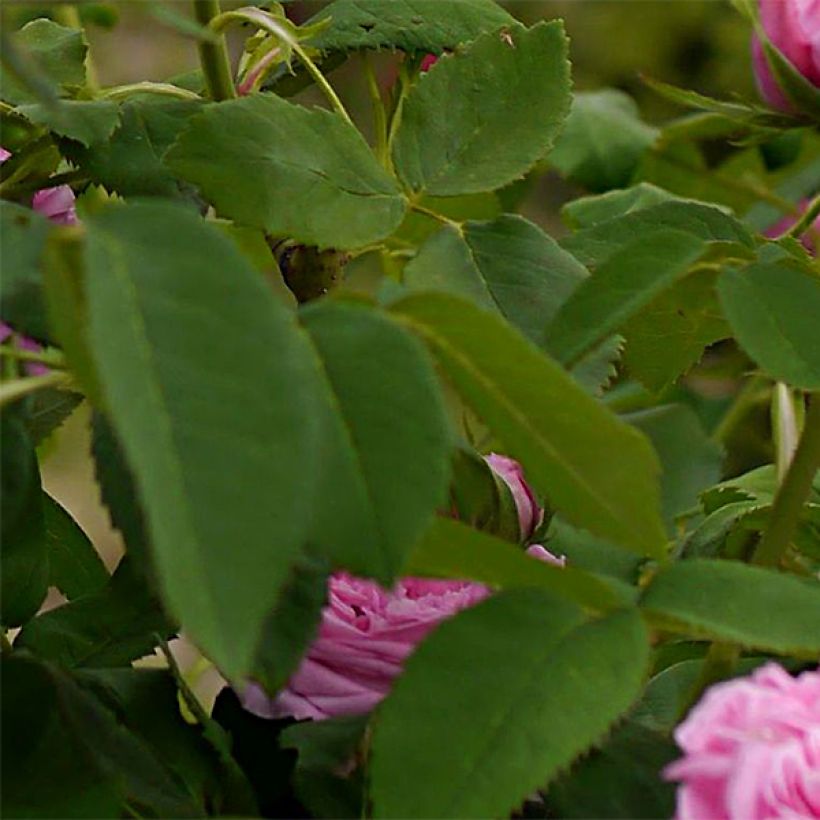 Rosa Yolande d’Aragon - Portland Rose (Foliage)