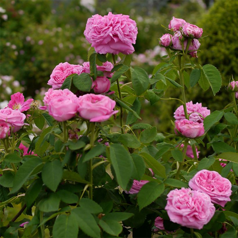 Rosa Yolande d’Aragon - Portland Rose (Flowering)
