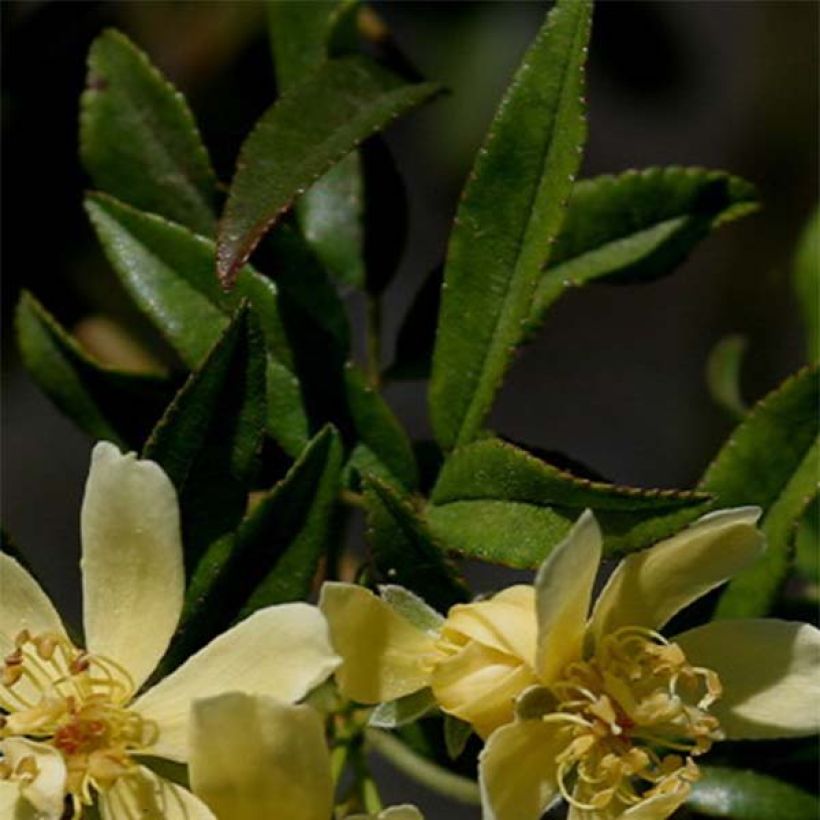 Rosa banksiae Lutescens - rambler rose (Foliage)