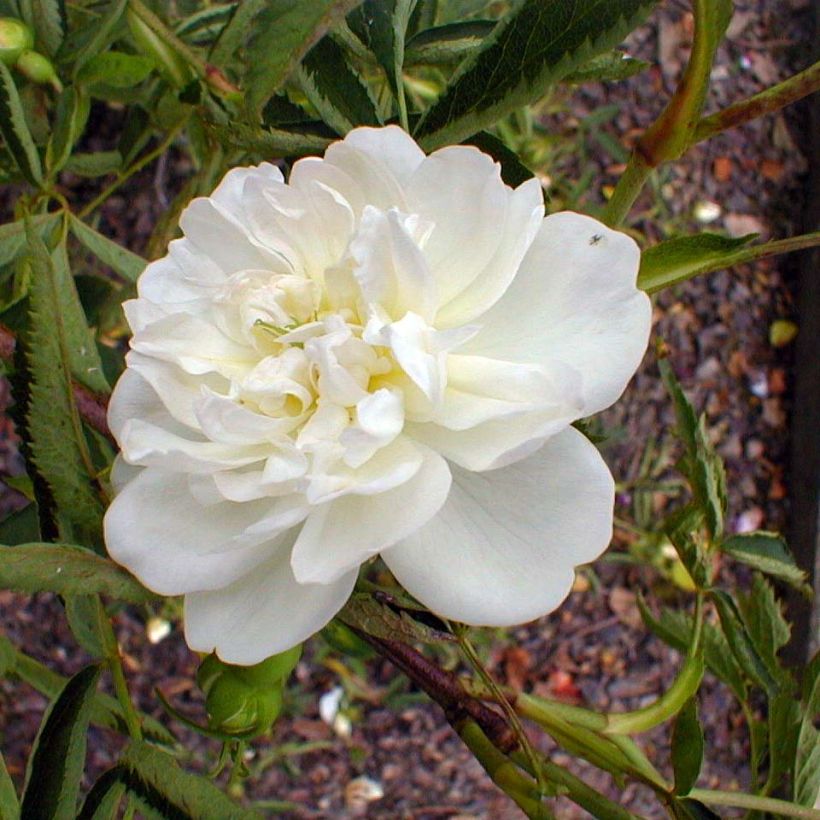 Rosa cannabifolia - botanical rose (Flowering)