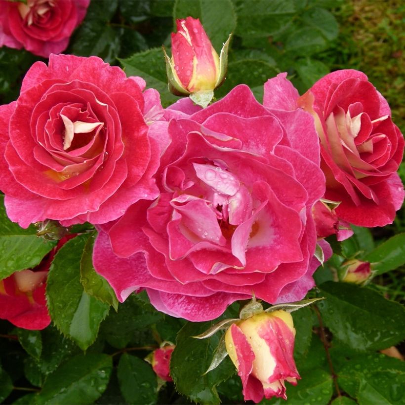 Rosa x floribunda Aline Mayrisch Rose Ora 5007 (Plant habit)