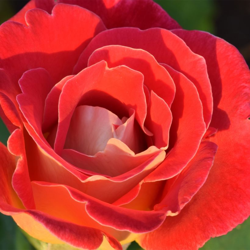 Rosa x floribunda Aline Mayrisch Rose Ora 5007 (Flowering)