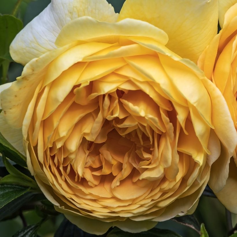 Rosa x floribunda Off-Load 'Mattmaf' (Flowering)