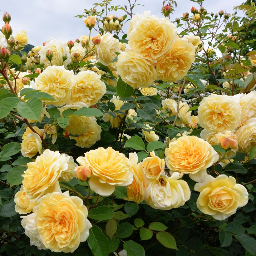 Rosa x floribunda Off-Load 'Mattmaf' (Plant habit)