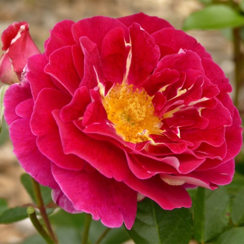 Rosa x floribunda Abbatiale de Pontigny - Floribunda Rose (Flowering)