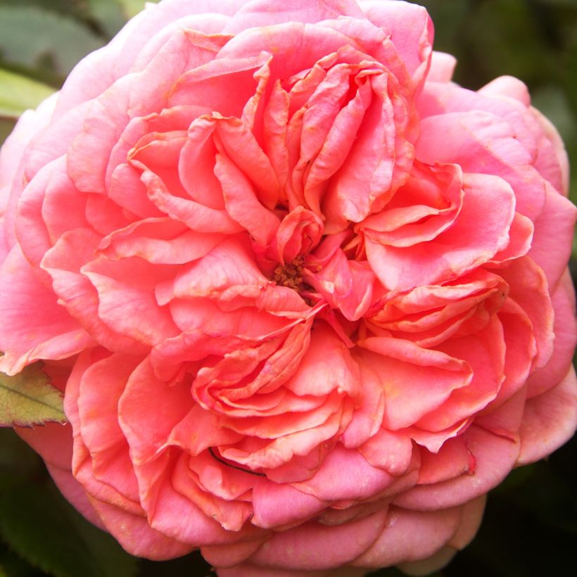 Rosa x floribunda Pick'n Go - Floribunda Rose (Flowering)