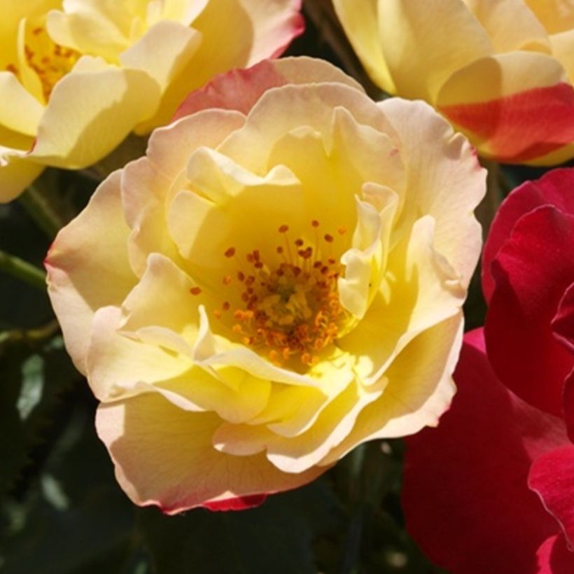 Rosa x floribunda Quinte Flush - Floribunda Rose (Flowering)