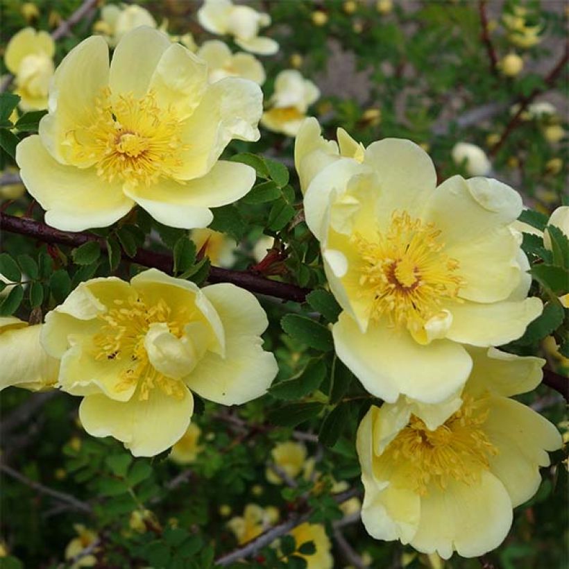 Rosa hugonis (Flowering)