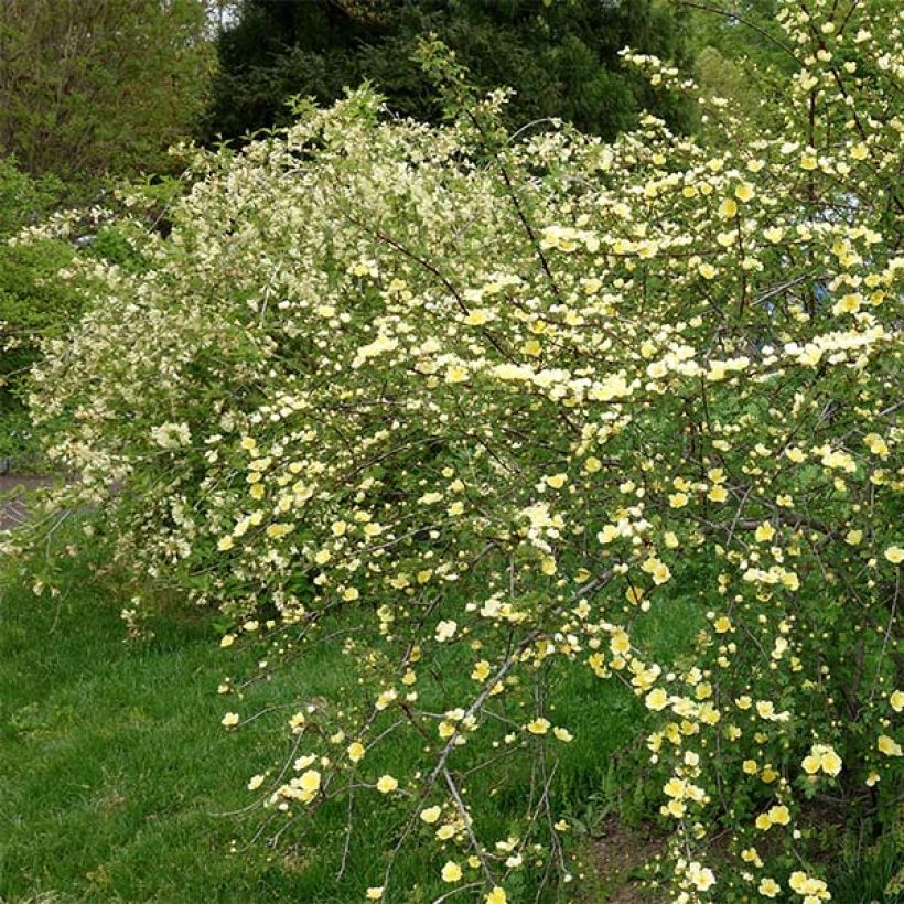 Rosa hugonis (Plant habit)