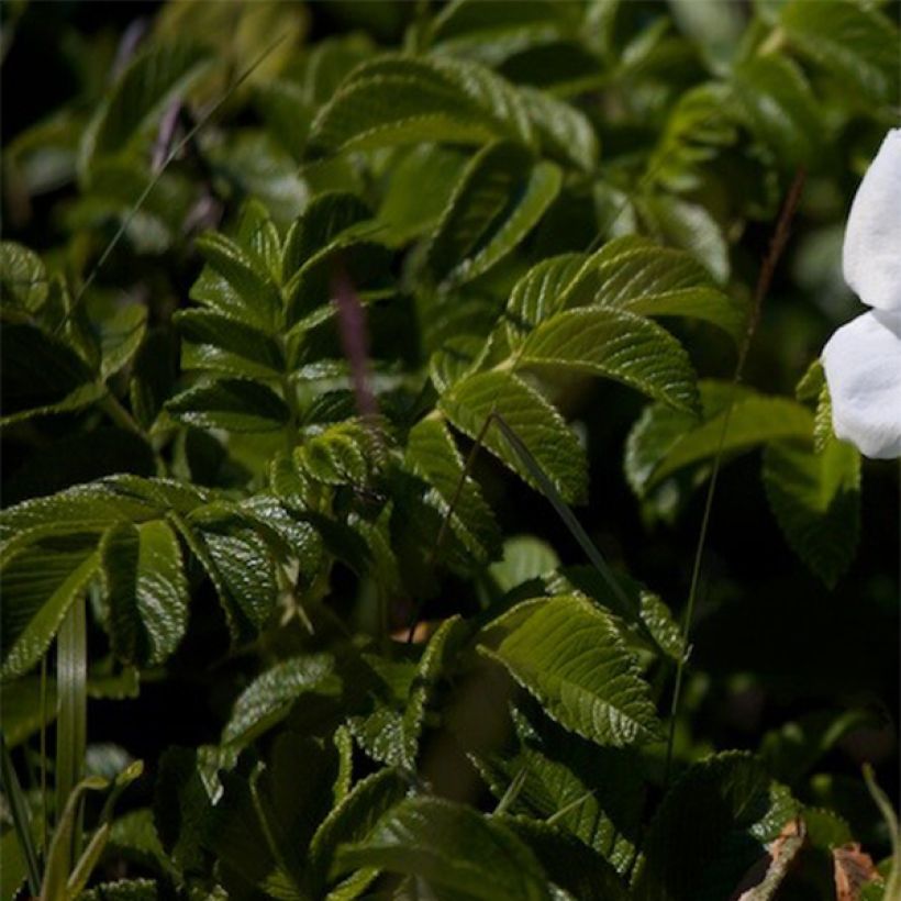 Rosa rugosa Alba - Japanese Rose (Foliage)