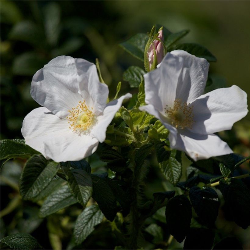 Rosa rugosa Alba - Japanese Rose (Flowering)