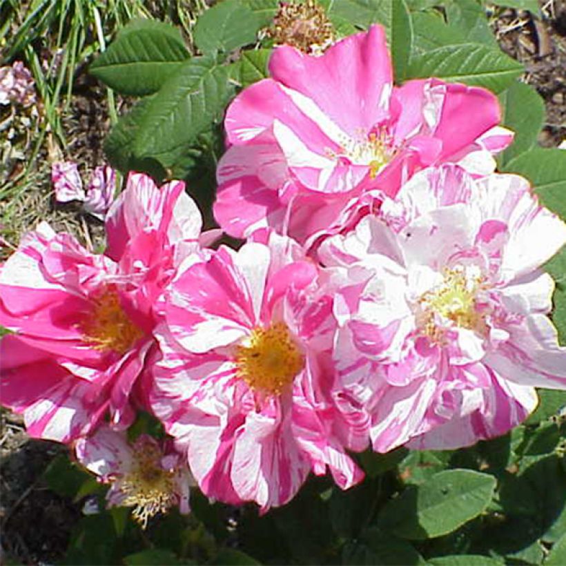 Rosa gallica Versicolor - Old Gallic Rose (Flowering)