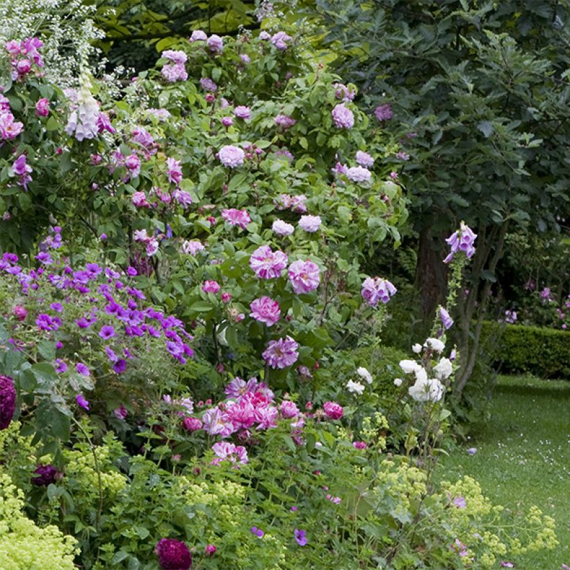 Rosa gallica Versicolor - Old Gallic Rose (Plant habit)