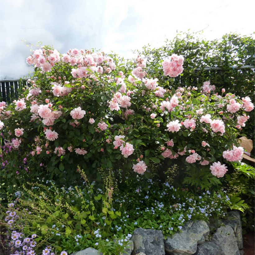 Rosa moschata Felicia - Musk Rose (Plant habit)