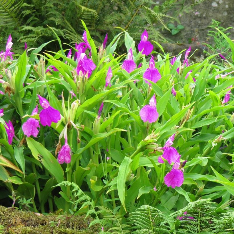 Roscoea purpurea (Plant habit)