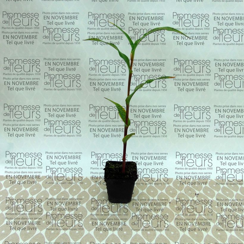 Example of Roscoea purpurea Dalai Lama Bulb size I specimen as delivered