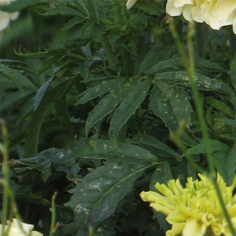 Tagetes erecta nana F1 Vanilla - African Marigold (Foliage)