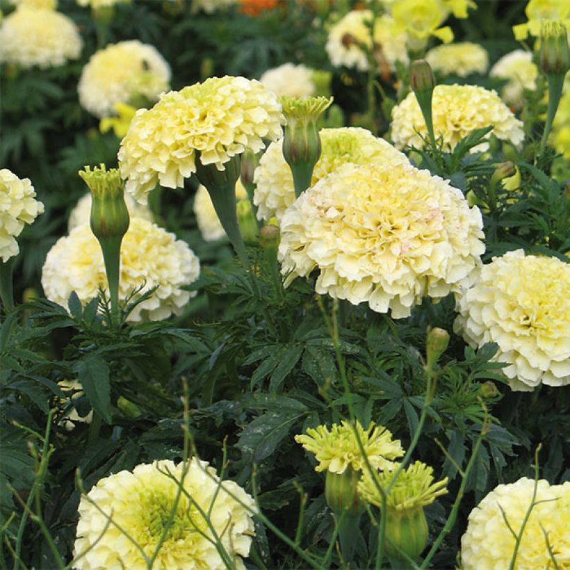 Tagetes erecta nana F1 Vanilla - African Marigold (Flowering)