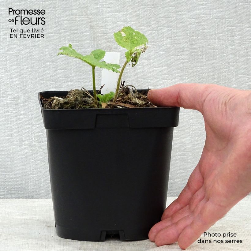 Alcea rosea Nigra - Hollyhock 2L/3L pot sample as delivered in winter