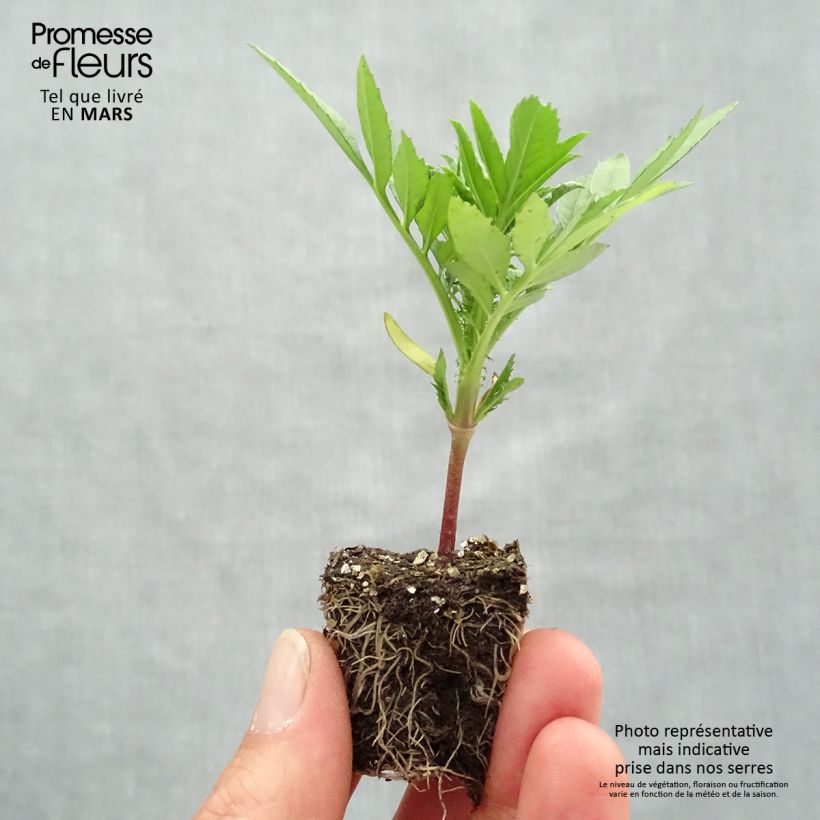 Tagetes erecta nana F1 Taishan Mix Plug plants 3.8 x 3.2cm - Tray of 16 sample as delivered in spring