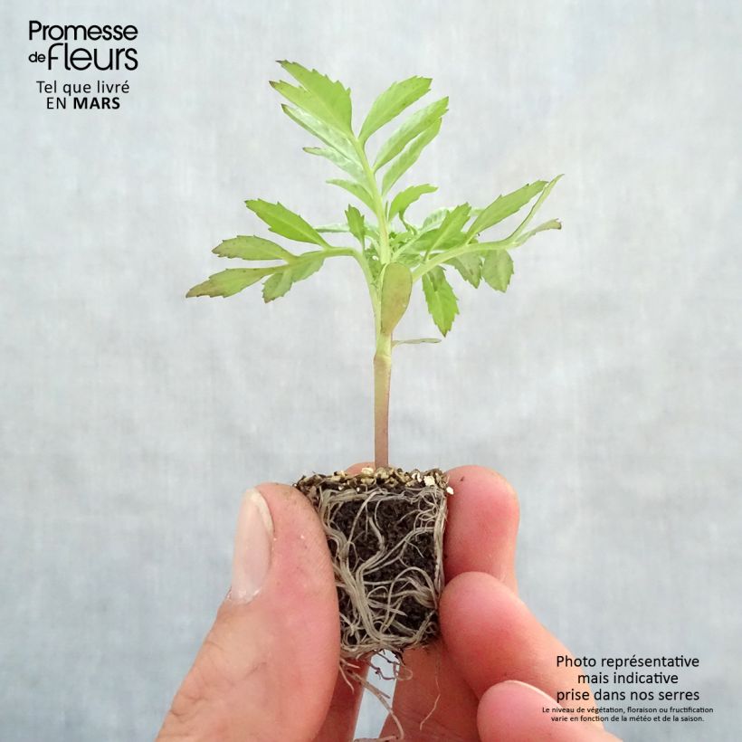 Tagetes erecta nana F1 Vanilla - African Marigold Plug plant 3/4cm sample as delivered in spring