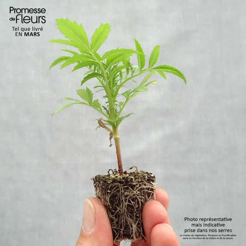 Tagetes erecta nana F1 Vanilla - African Marigold Plug plants 3.8 x 3.2cm - Tray of 16 sample as delivered in spring