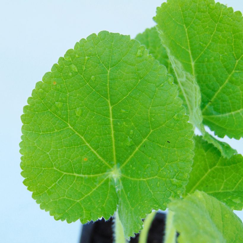 Alcea rosea Chaters Double Jaune - Hollyhock (Foliage)