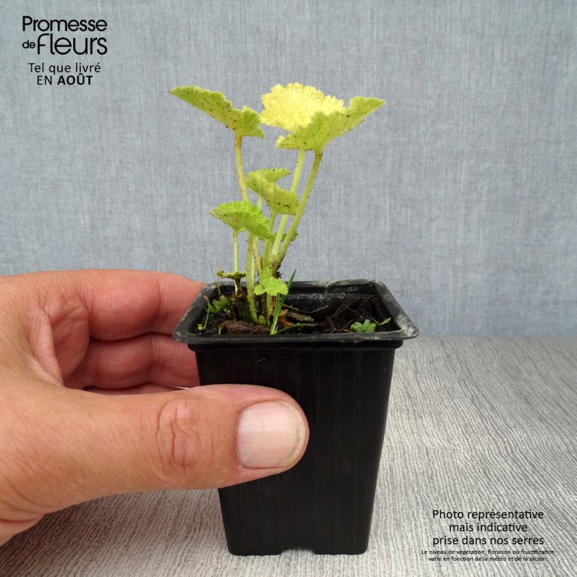 Alcea rosea Chaters Double White - Hollyhock 7/8 cm pot sample as delivered in summer