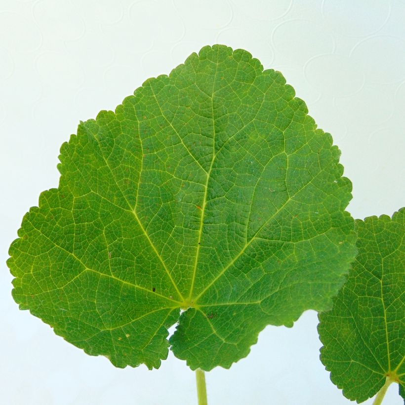 Alcea rosea Chaters Double Rose - Hollyhock (Foliage)