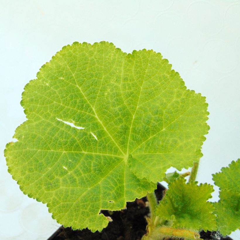 Alcea rosea Chaters Double salmon - Hollyhock (Foliage)