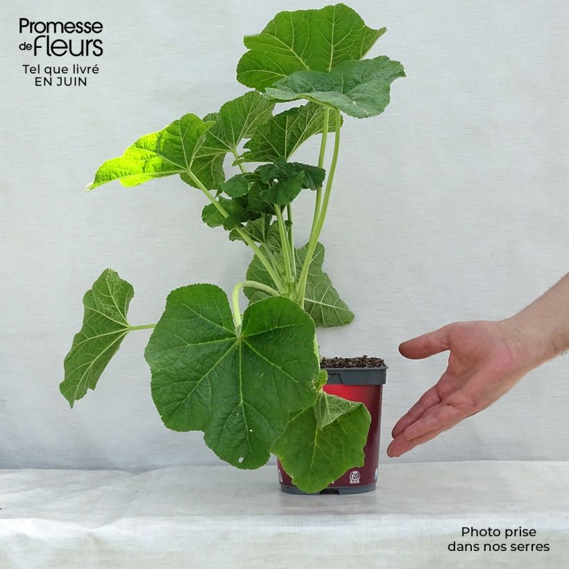 Alcea rosea Pleniflora Rouge - Hollyhock 2L/3L pot sample as delivered in summer