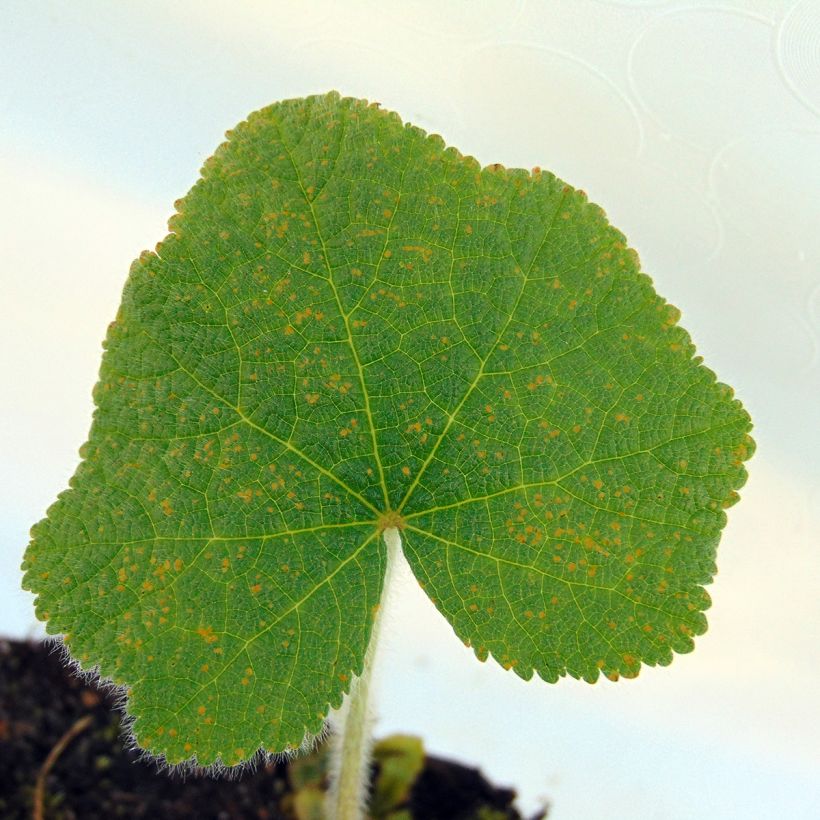 Alcea rugosa  (Foliage)