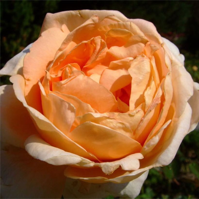 Rosa Abbaye de Cluny - Modern Shrub Rose (Flowering)