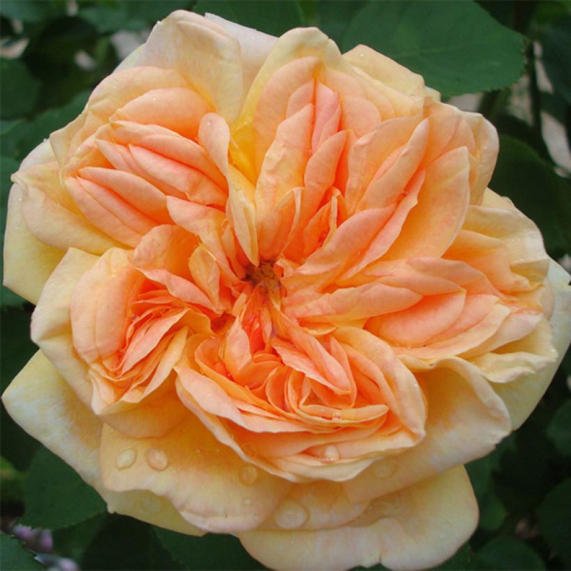 Rosa 'Alchymist' (Flowering)