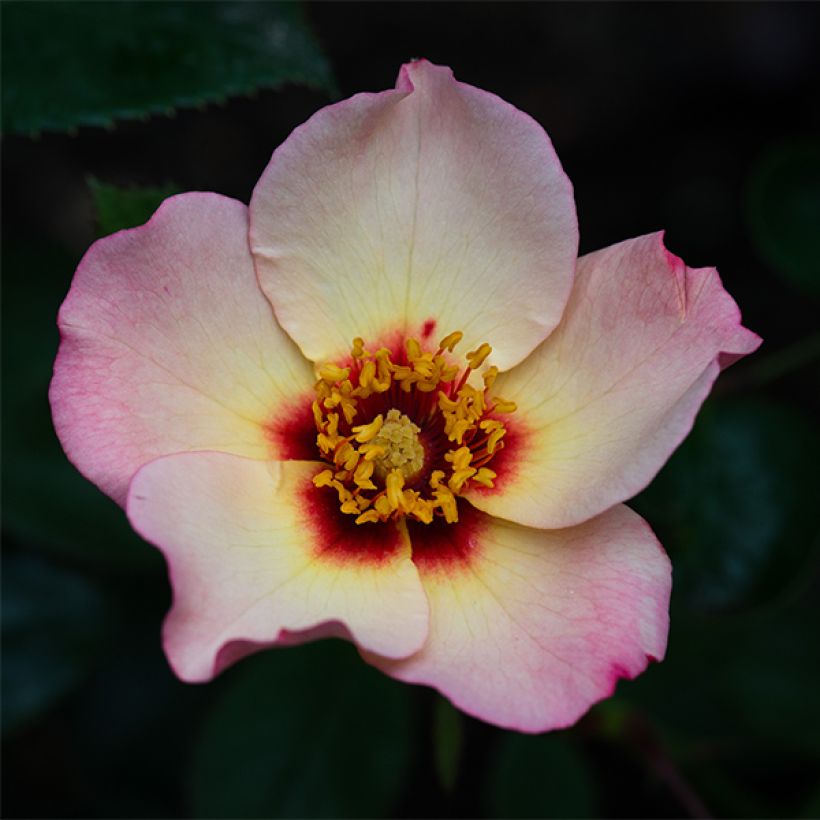 Rosa x persica Alissar Princess of Phoenicia - Hybrid Persian Rose (Flowering)