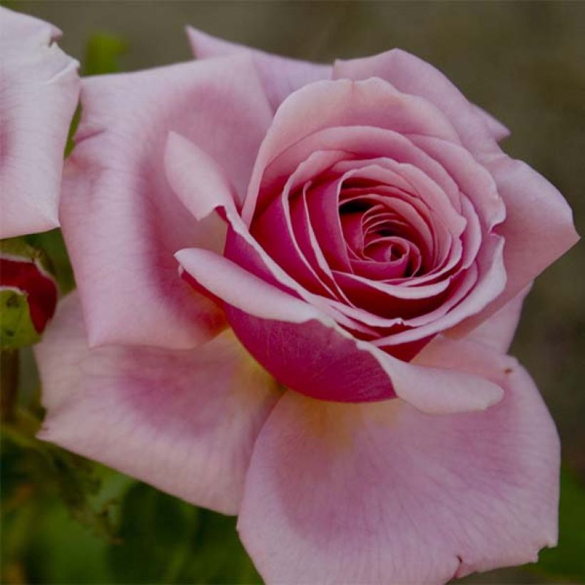 Rosa Aloha (Flowering)