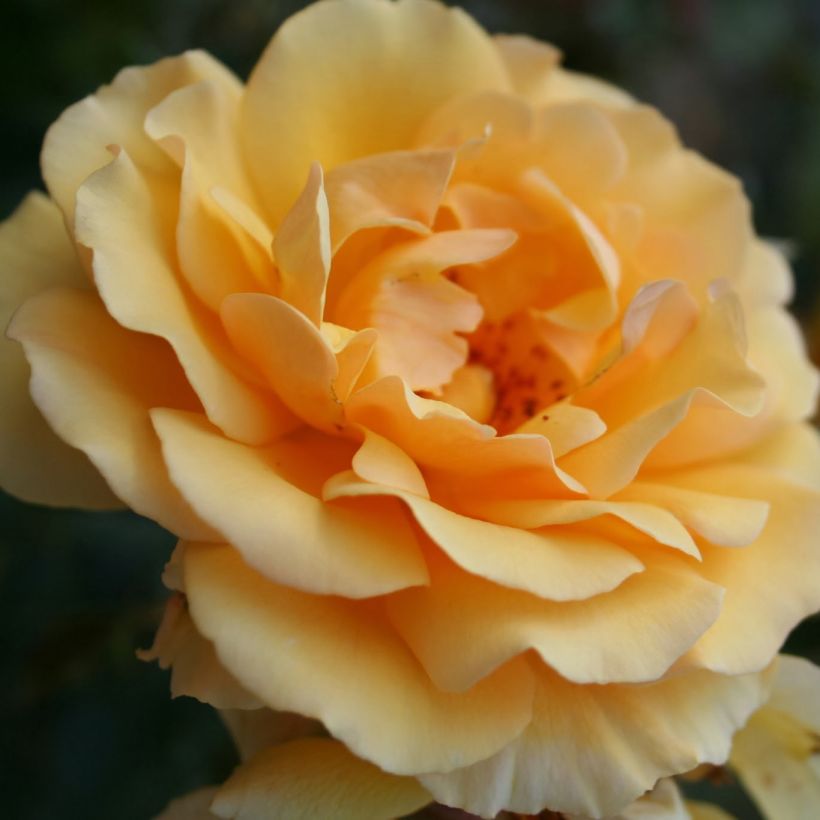 Rosa Amber Queen - Floribunda Rose (Flowering)