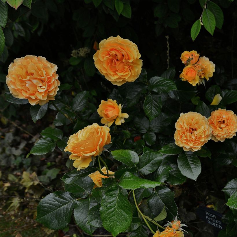 Rosa Amber Queen - Floribunda Rose (Plant habit)