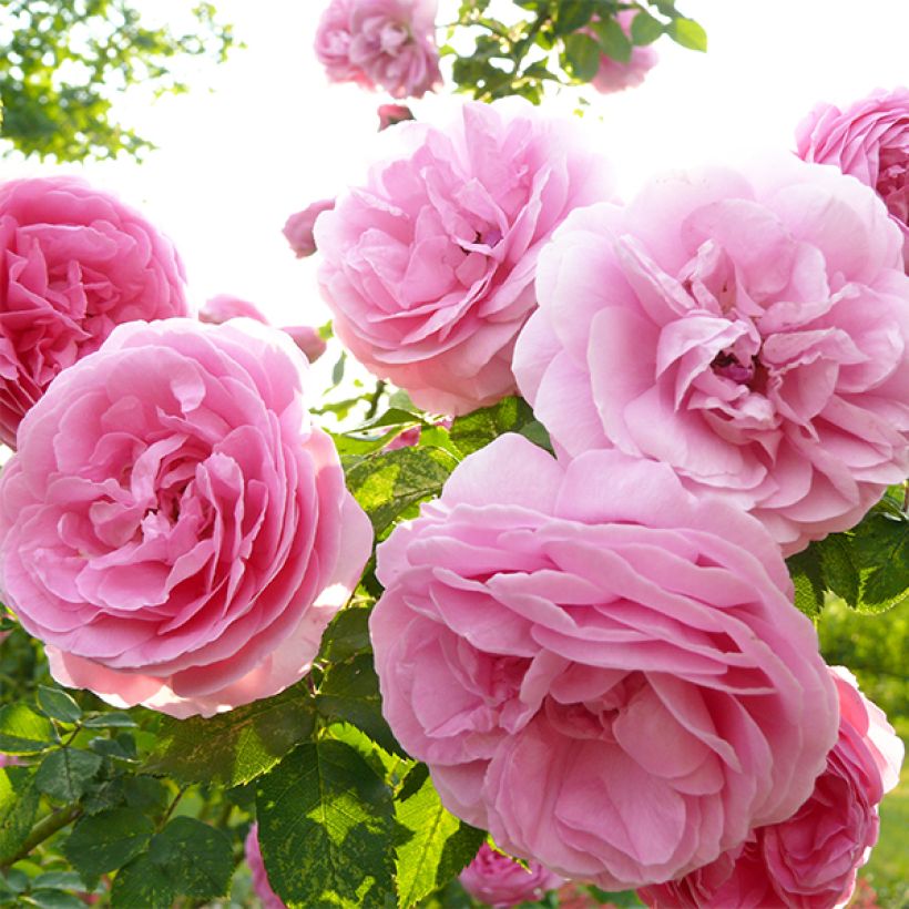 Rosa Louise Odier - Bourbon Rose (Flowering)