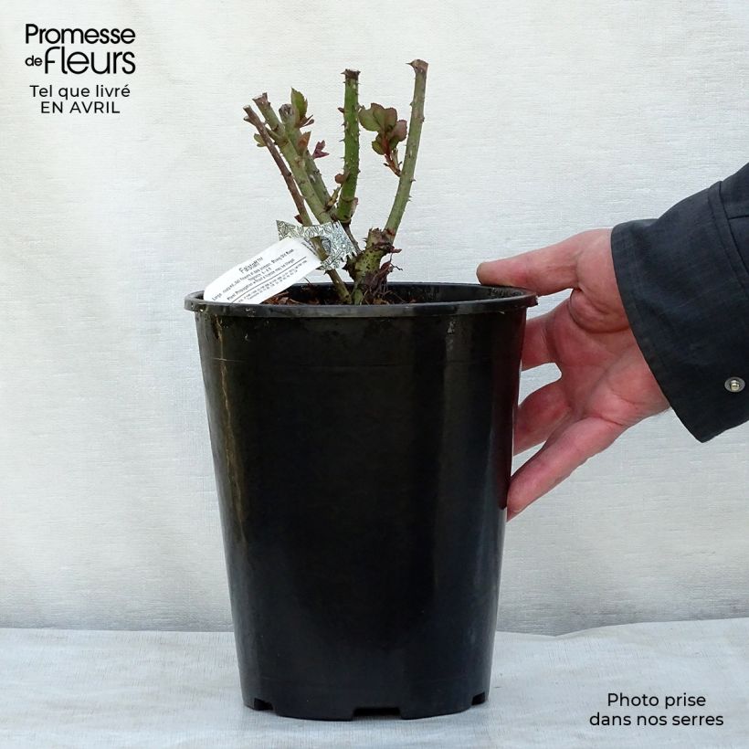Rosa Falstaff  4L/5L pot sample as delivered in spring