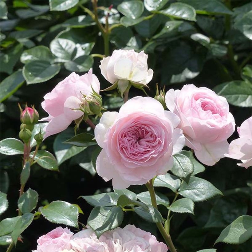 Rosa x floribunda 'Mariatheresia'  - Shrub Rose (Flowering)