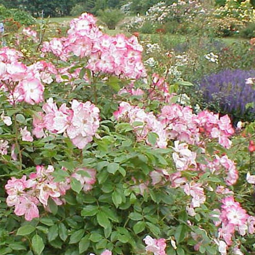 Rosa x floribunda 'Rush' - Shrub Rose (Flowering)