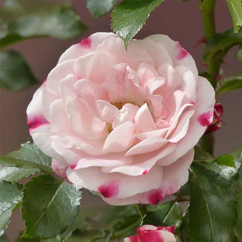 Rosa x floribunda 'Triple Treat' (Rosenstadt Freising) - Shrub Rose (Flowering)