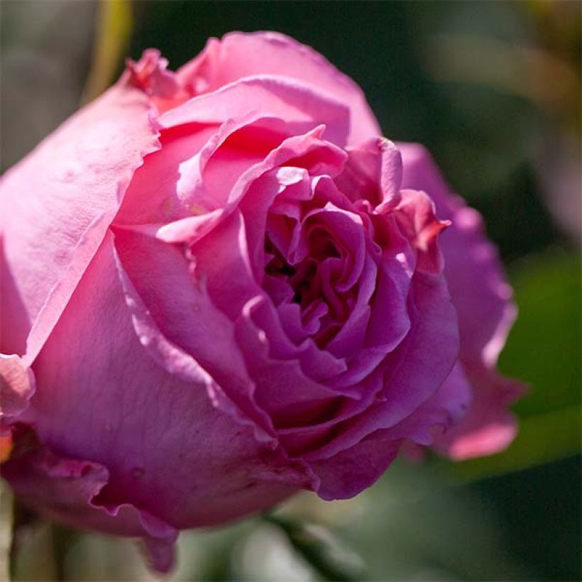 Rosa 'Auguste Renoir' - Hybrid Tea Rose (Flowering)